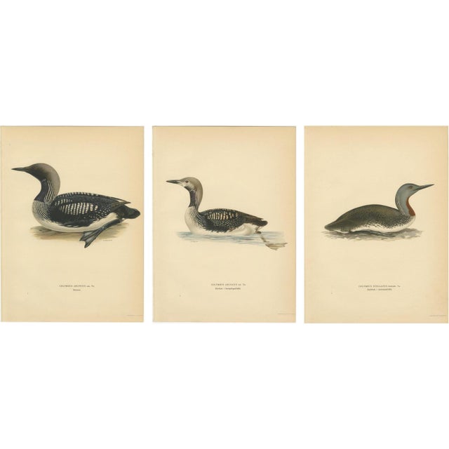 Antique Loon Bird Lithographs with Arctic Loon & Red-Throated Loon, 1929, Set of 3 For Sale - Image 10 of 10