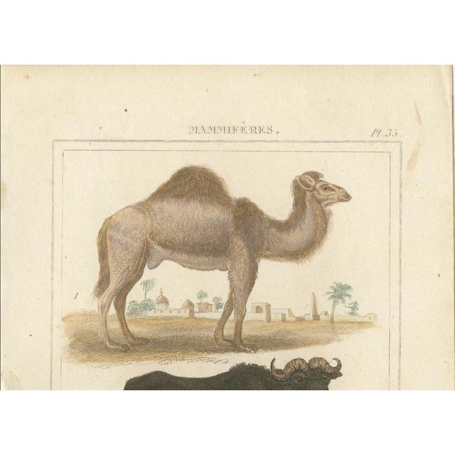 Buffon Dromedary Camel, Buffalo & Bison, 1835, Engraving For Sale - Image 4 of 10