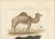 Buffon Dromedary Camel, Buffalo & Bison, 1835, Engraving For Sale - Image 4 of 10