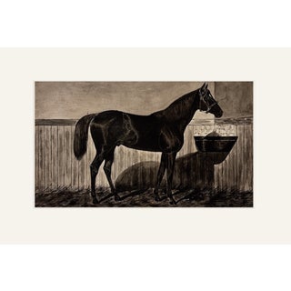 Antique French Equestrian Study of a Thoroughbred Horse, Ink and Wash on Paper, With Mat For Sale