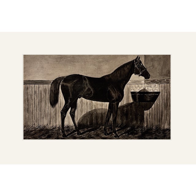 Antique French Equestrian Study of a Thoroughbred Horse, Ink and Wash on Paper, With Mat For Sale