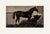 Antique French Equestrian Study of a Thoroughbred Horse, Ink and Wash on Paper, With Mat For Sale