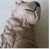 1986 Shar Pei Dog Sculpture Sandicast For Sale In San Diego - Image 6 of 12