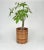 Italian Rattan and Bamboo Round Basket Plant Holder Vase, 1960s For Sale - Image 6 of 14