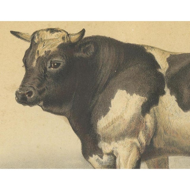 Olivier De Penne, Dutch Bull, Black and White Cattle, 1863, Chromolithograph For Sale - Image 4 of 9