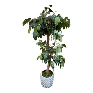 New Growth Design Banyan Tree With Pot For Sale