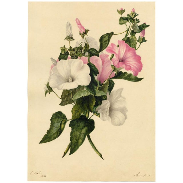 E.B.R., Pink and White Tree Mallow (Lavatera) Flower, 1800s, Watercolour For Sale - Image 4 of 7