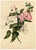 E.B.R., Pink and White Tree Mallow (Lavatera) Flower, 1800s, Watercolour For Sale - Image 4 of 7