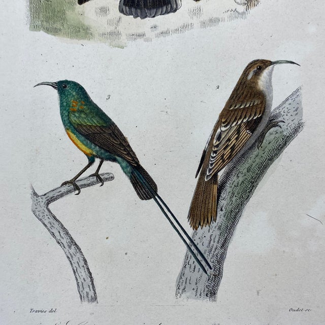 French Antique 18th Century Bird Engraving Hand Colored Signed Artwork For Sale - Image 4 of 10