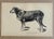 Up for sale is this charming antique dog print from a veterinary guide published in the 1890s and illustrating breed...