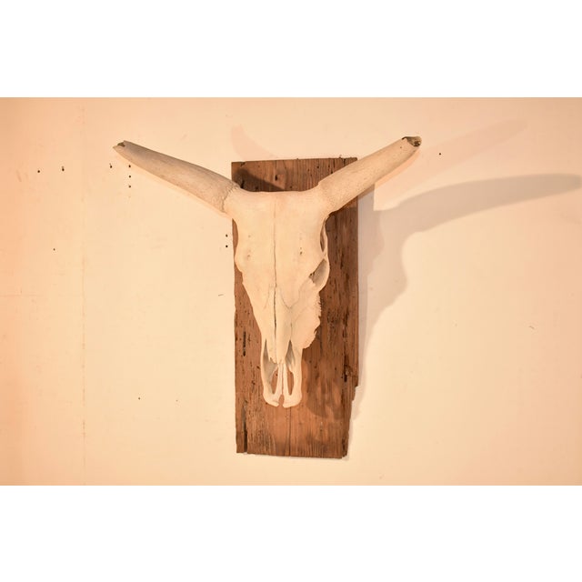 1970s Circa 1970's Mounted Steer Skull For Sale - Image 5 of 10