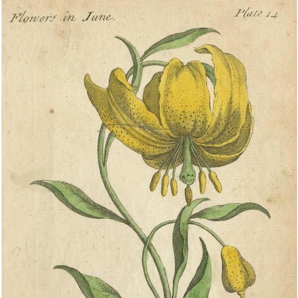 J. Duke, Illustration of the Mountain Lily and Rosa Mundi, 1747, Print For Sale - Image 3 of 6