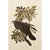 1990s Raven After Audubon, Cottage Style Print For Sale In Dallas - Image 6 of 10