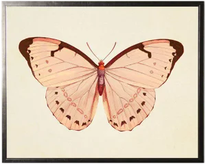 Horizontal Pink Butterfly 2 in Pewter Shadowbox - 25.5ʺ × 19.5ʺ