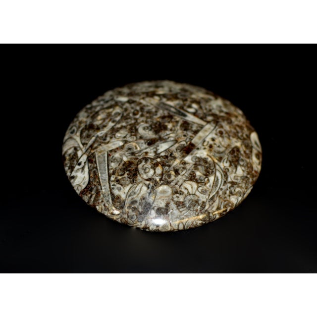 Pair Ammonite Plates Natural Fossil 4.5" For Sale - Image 14 of 15