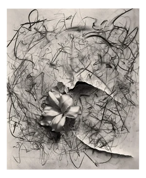 Lily in Charcoal no.2 Abstract Expressionism Photography Edition of 10 2023