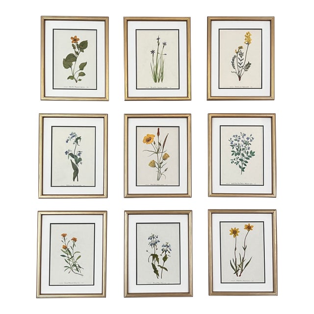 Framed Vintage Botanical Prints -Set of 9- Authentic Vintage 1960s Prints For Sale