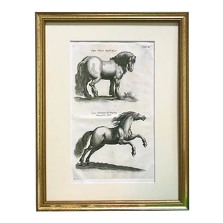 Antique Engraving Horses Merian & Jonston Amsterdam 1660 Equestrian Print. For Sale