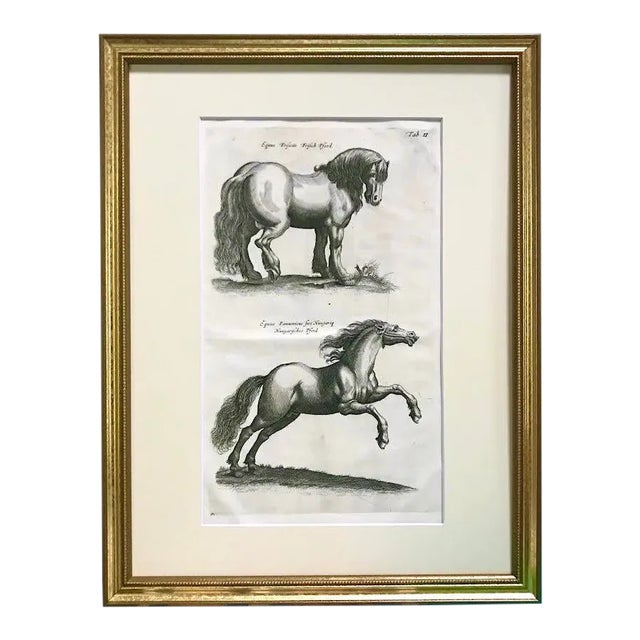 Antique Engraving Horses Merian & Jonston Amsterdam 1660 Equestrian Print. For Sale