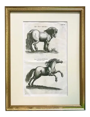Antique Engraving Horses Merian & Jonston Amsterdam 1660 Equestrian Print.