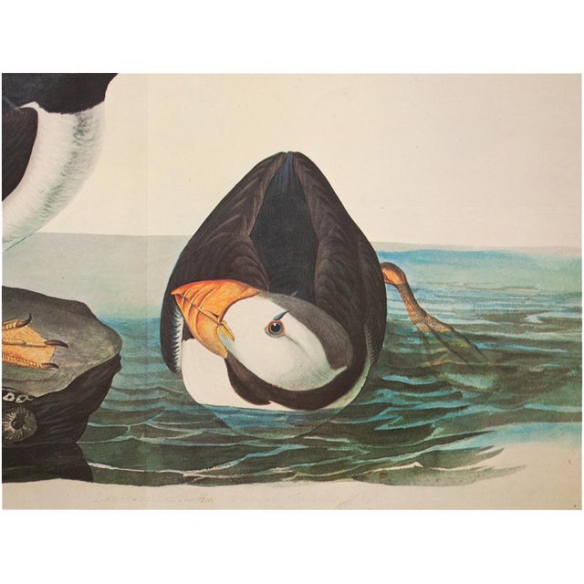 1960s 1966 Large-Billed Puffins After John James Audubon, XL Print For Sale - Image 5 of 9