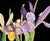 2000s "Purple Iris" Gallery Wrapped Oil Painting by Judith Moore For Sale