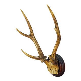 Antique Black Forest Syberian Deer Trophy on Wooden Plaque Ca. 1900s For Sale