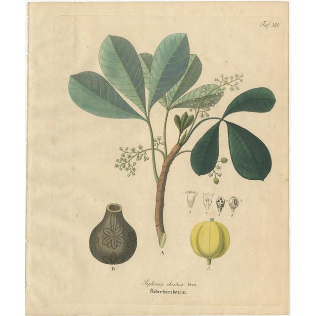 Antique Rubber Tree Botanical Print, Siphonia Elastica, c.1831 This botanical engraving illustrates Siphonia Elastica, the...