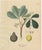 Antique Rubber Tree Botanical Print, Siphonia Elastica, c.1831 This botanical engraving illustrates Siphonia Elastica, the...