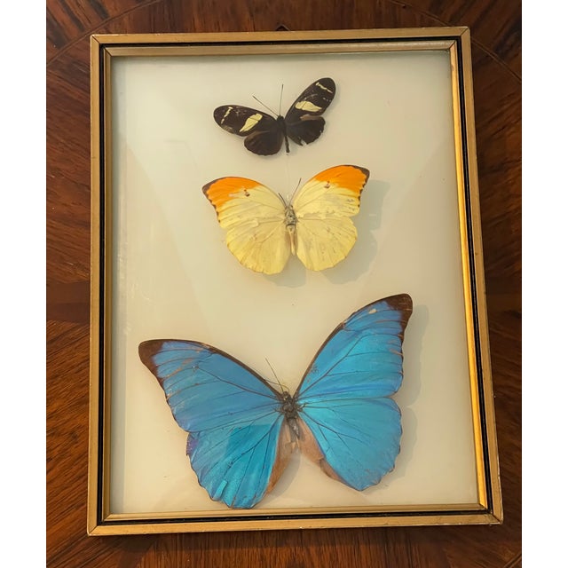 1950s Butterflies Specimens in a Conflex Glass Frame For Sale - Image 5 of 6