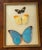 1950s Butterflies Specimens in a Conflex Glass Frame For Sale - Image 5 of 6