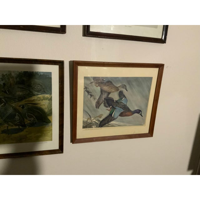 Campaign 1917 Vintage DuPont Promotional Game Bird Framed Prints by Hunt & DeFeo - Set of 4 For Sale - Image 3 of 13