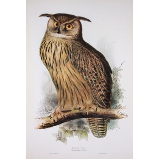 C. 19th Eagle Owl Fine Art Print by Edward Lear For Sale