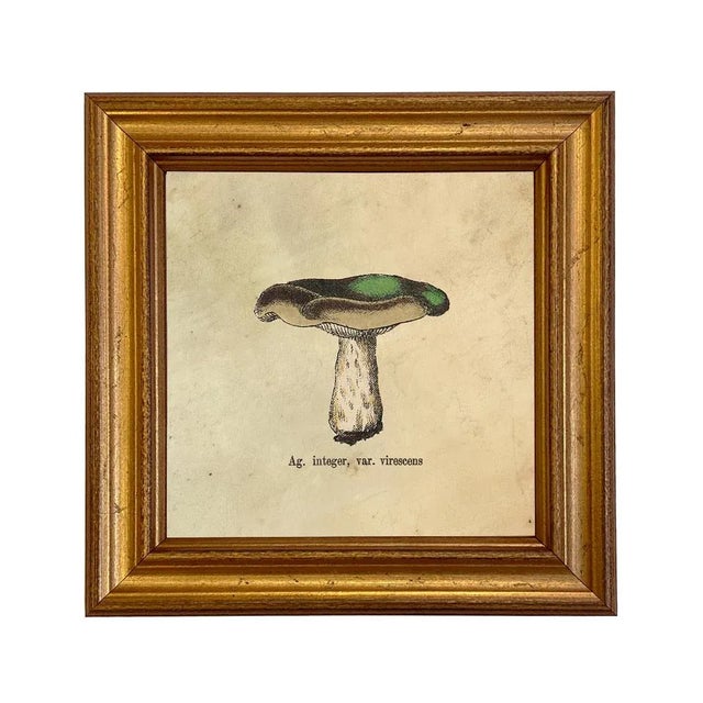 Not Yet Made - Made To Order Set of 4 Vintage Style Mushroom Framed Prints For Sale - Image 5 of 7