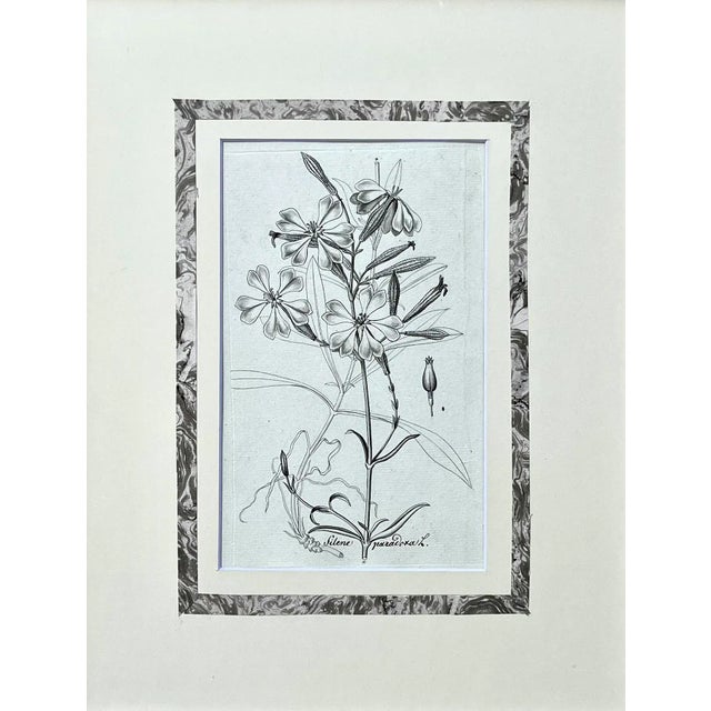 A beautiful original antique botanical painting or drawing in watercolor and ink by Adolf G. Weiss. Presented in archival...