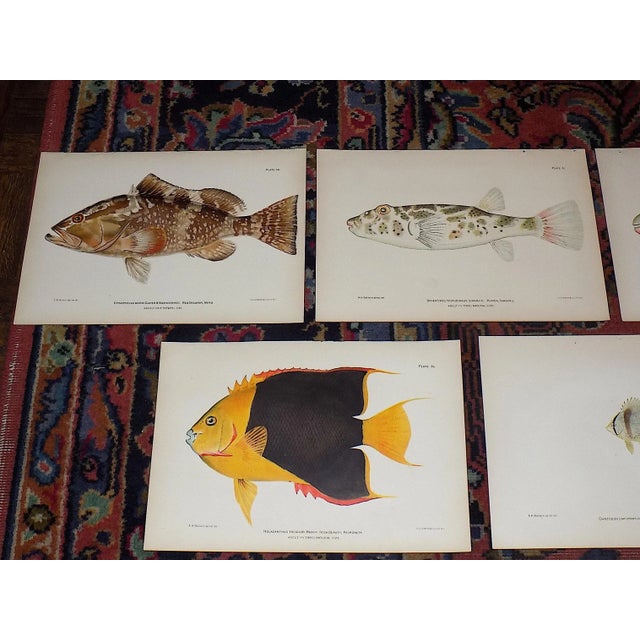 This set of ten (10) authentic 19th century chromolithographs (each color laid in with a separate lithographic stone)...