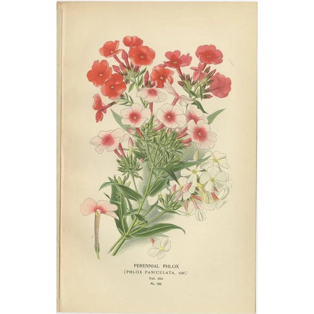 Title: 1897 Botanical Prints – Perennial Phlox, Gilia Varieties, and Collomia (Red Trumpet Flower) : This set of four...