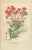 Title: 1897 Botanical Prints – Perennial Phlox, Gilia Varieties, and Collomia (Red Trumpet Flower) : This set of four...