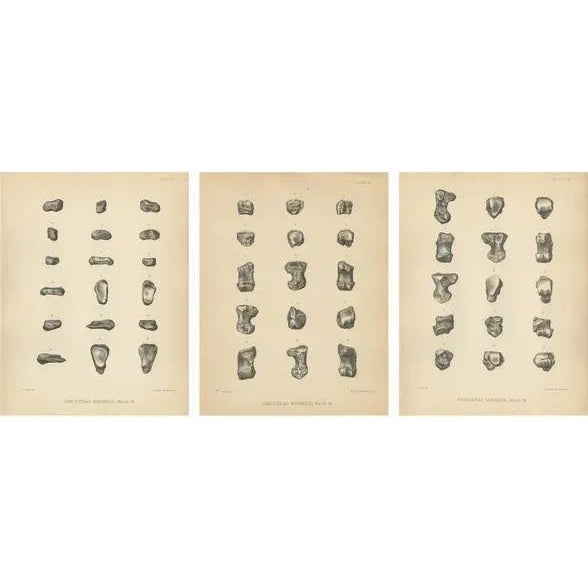 Late 19th Century Marsh, Paleontology Illustrations of a Dinoceras Mirabile, 1886, Prints, Set of 3 For Sale - Image 5 of 5