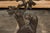 An English iron umbrella stand from the 20th century with dog sitting in front of a tree motif. Add a dash of whimsical...