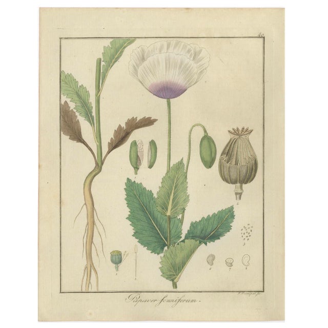 Hand-Colored Engravings that were published in the 1819 sixth edition of "Getreue Darstellung und Beschreibung der in der...