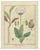Hand-Colored Engravings that were published in the 1819 sixth edition of "Getreue Darstellung und Beschreibung der in der...