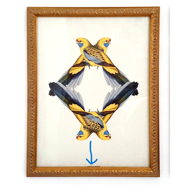 John James Audubon Print Pair Parrots For Sale - Image 4 of 10