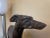 Art Deco Greyhound Statue, 1920s For Sale - Image 7 of 17