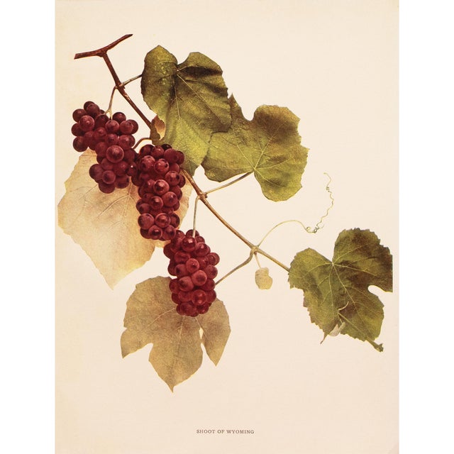 A magnificent original antique photogravure (print) of Shoot of Wyoming Grapes by Ulysses Prentiss Hedrick (1870-1951)....