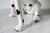 Vintage Seated Dalmatian Statue For Sale - Image 10 of 11