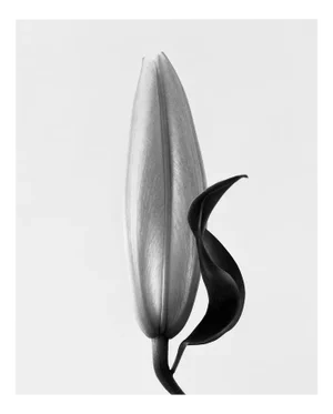 Lily no.2 Black and White Analogue Floral Photography Edition of 15 2023