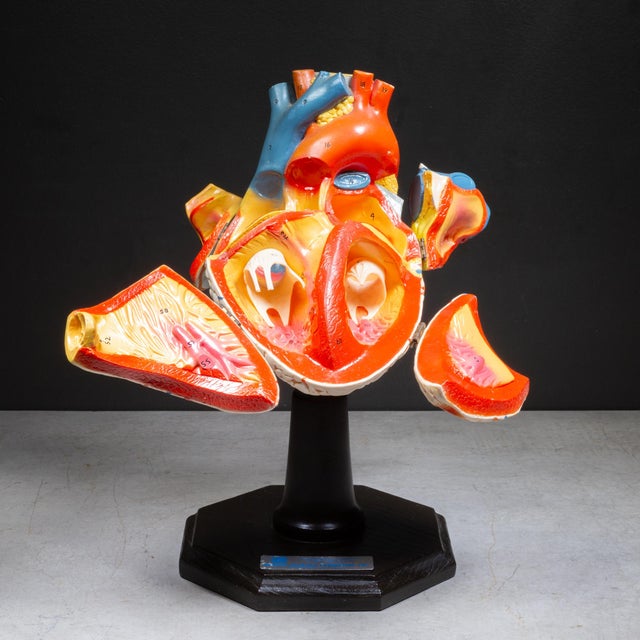 ABOUT Vintage jumbo human heart anatomical model manufactured by the renowned Medical Plastics Laboratory. Sculpted by...