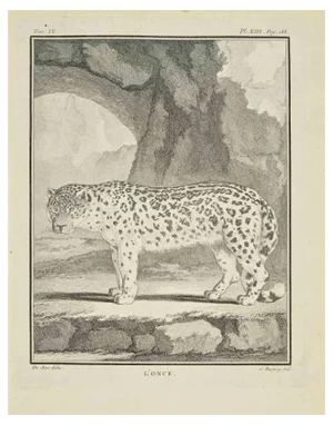 Jean Charles Baquoy, Lonce, Etching, 1771