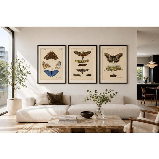 Black Bertuch, Set of Three Antique Butterfly and Moth Prints, Engraving For Sale - Image 8 of 9